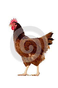 full body of brown chicken ,hen standing isolated white background use for farm animals and livestock theme