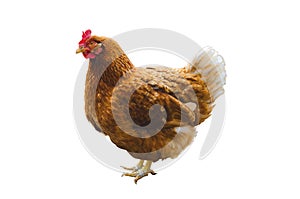 Full body of brown chicken hen standing isolated white background use for farm animals and livestock theme