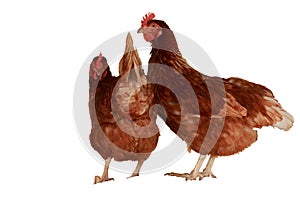 Full body of brown young, standing hens used for farm animals.