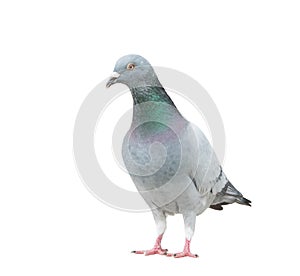 Full body of check color homing pigeon show pattern body and win