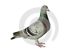 full body of checker feather pattern of homing pigeon standing against clear white background