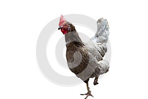 full body of chicken standing isolated white background