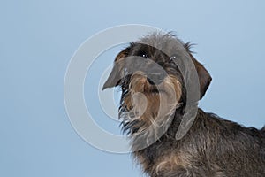 Full body closeup of a bi-colored longhaired  wire-haired Dachshund dog with beard and moustache isolated on a blue background