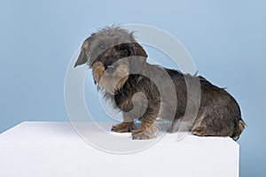 Full body closeup of a bi-colored longhaired  wire-haired Dachshund dog with beard and moustache isolated on a blue background