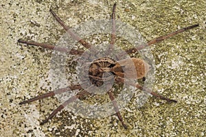 Full body closeup on the biggest European wolf spider , Hogna radiata in Southern France