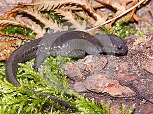 Closeup on the endangered Narrow mouthed salamander, Ambystoma texanum photo