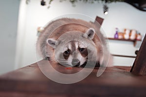 Full body of common raccoon indoor picture.