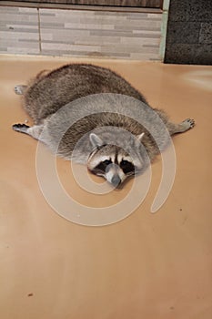Full body of common raccoon indoor picture, laying on the floor
