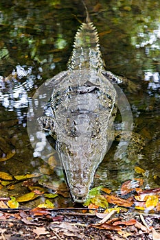 Full body crocodile