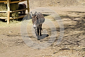 Full body of domestic brown donkey on the farm