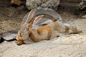 Full body of domestic male brown Flemish giant rabbit