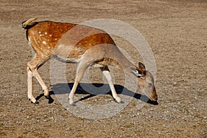 Full body of female european fallow deer on the meadow