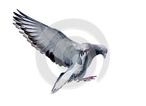 Full body of flying pigeon bird isolated white background