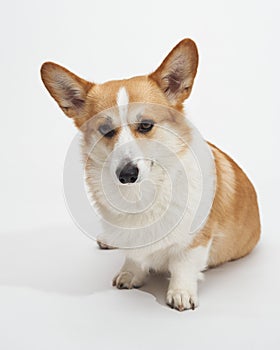 Corgi sitting front view