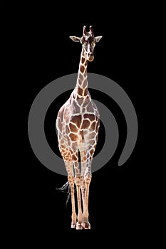 Full Body Giraffe Isolated on Black