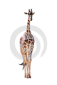 Full Body Giraffe Isolated on White