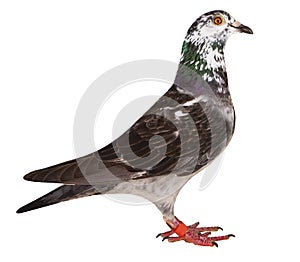Full body of grizt color speed racing pigeon bird isolate white background
