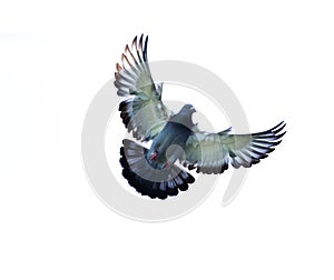 full body of homing pigeon bird hovering isolated white background photo