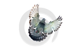 full body of homing pigeon bird hovering isolated white background