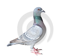 Full body of homing pigeon bird isolated white background