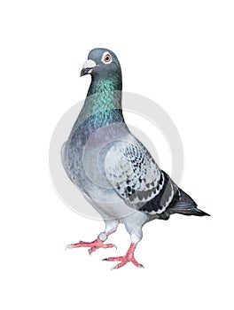 Full body of homing pigeon bird isolated white background