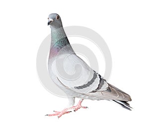 Full body of homing pigeon bird isolated white background