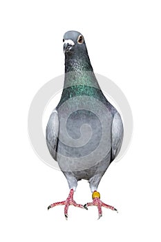 Full body of homing pigeon bird isolated white background