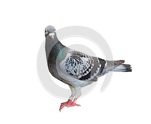 Full body of homing pigeon bird isolated white background