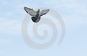 Full body of homing pigeon hovering on sky