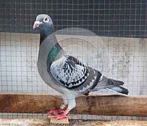 Full body of homing speed racing pigeon bird in home loft