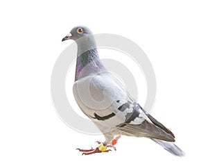 Full body of homing speed racing pigeon bird isolated white back