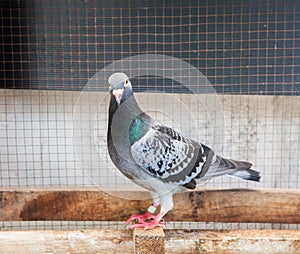 Full body of homing speed racing pigeon in home loft