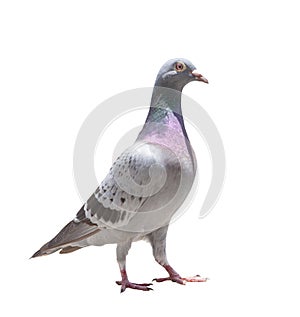 full body of homing speed racing pigeon isolated white background