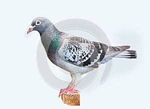 full body of homing speed racing pigeon isolated white background