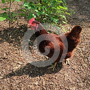 Red Hen Chicken