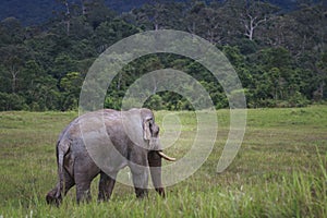 full body of male ivory wild elephant walking on open field of khao yai national park thailand