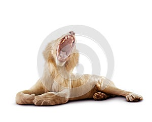 Full body of male lion yawning and lying on white background