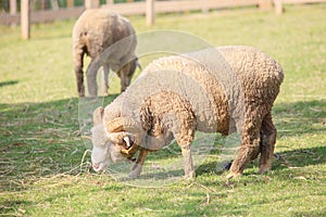 Full body of male merino sheep feeding green grass in ranch live