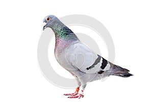 Full body of male speed racing pigeon bird isolated white background