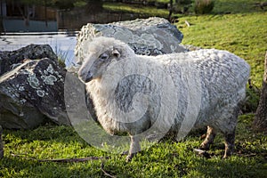 Full body of merino sheep in livestock farm new zealand