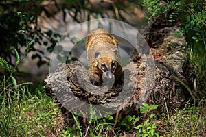 Full body of nasua raccoon on the tree stump