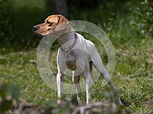 Full body outdoor portrait of a white pointer dog with a brown head looking to the left.