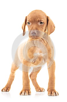 Full body picture of a viszla puppy dog standing photo