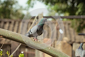 Full body of A pigeon bird sitting on a pipe looking at the camera on a summer morning