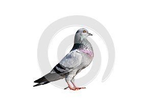 Full body of pigeon racing pigeon isolated white background