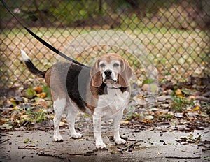 Full body of plump senior beagle dog on a leash looking towards