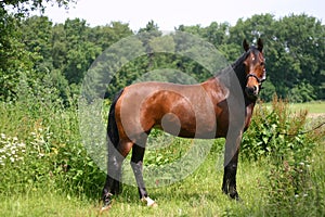 Full body portrait photo