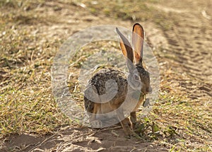 Full body portrait of African hare, Lepus capensis, with backlit large ears eating leaf while sitting on grass next to dirt road