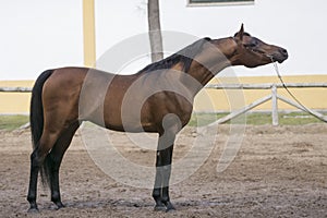 Full body portrait of an arabian stallion