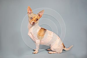Full body portrait of chihuahua weenie puppy with big ears